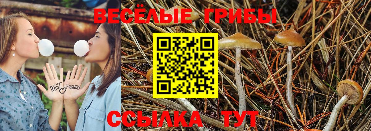 Псилоцибиновые грибы мицелий Ялта